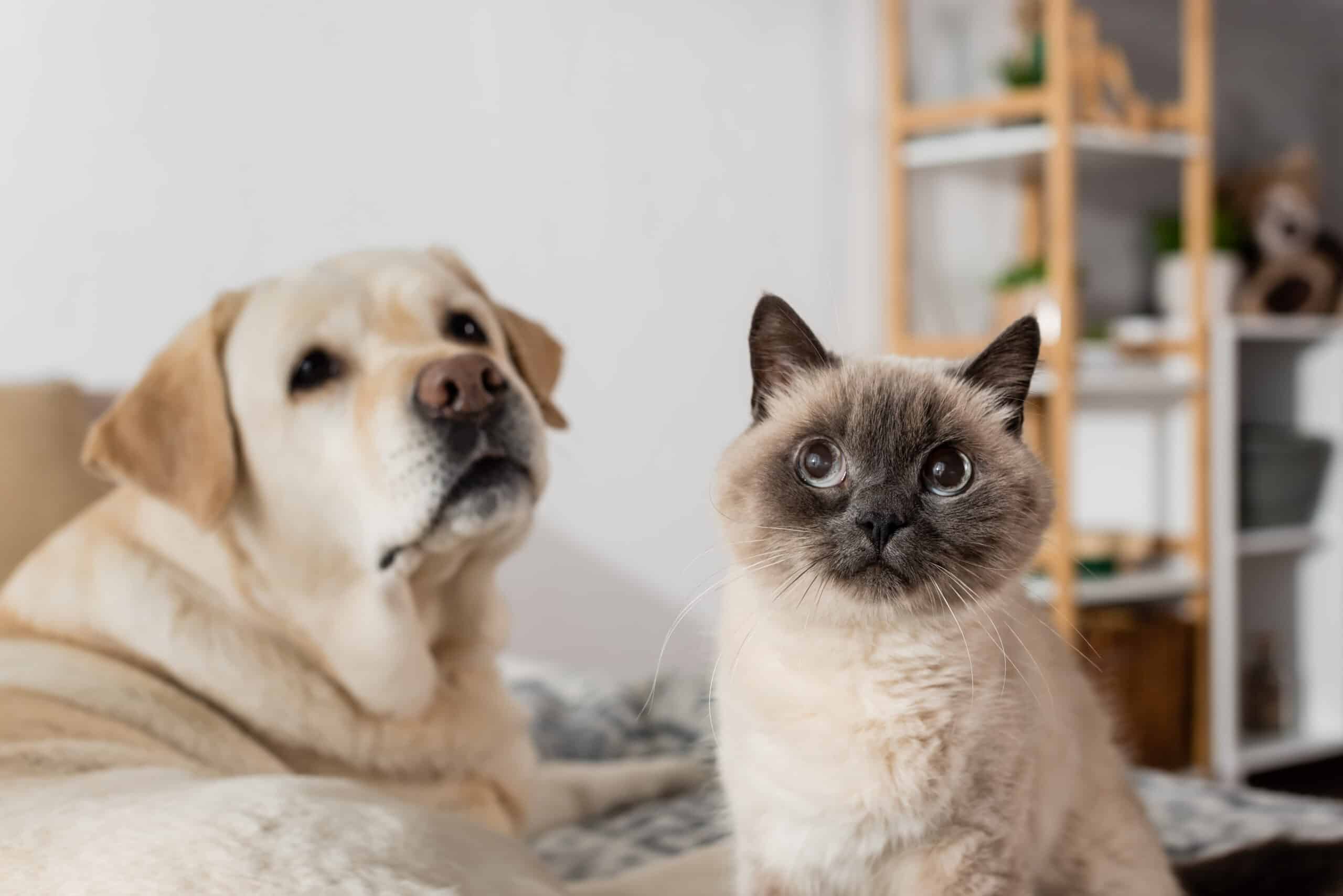Pet Policies